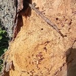 phoca_thumb_m_vp -3. den 85 Fotogalerie